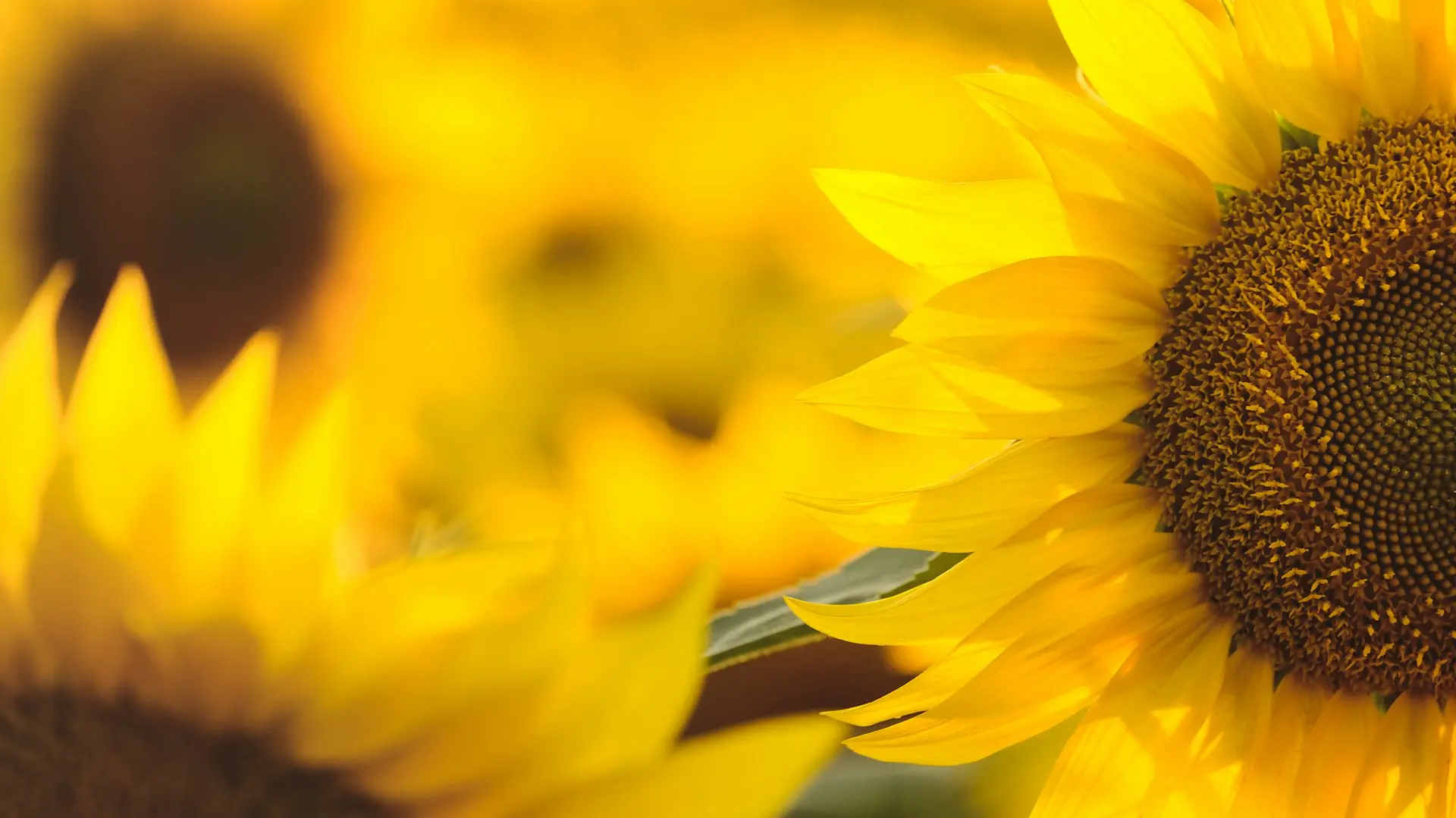 Sunflowers support sustainable agriculture and climate-resilient farming in Zambia. Sunflowers thrive in diverse climates – resilient and sustainable crop choice.