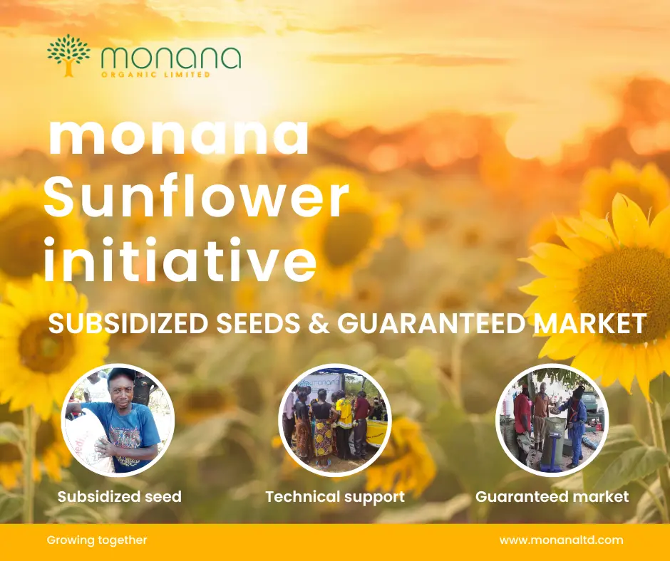 Grow sunflowers with Monana – Subsidized seeds and a guaranteed market in Zambia. Monana Sunflower Initiative banner – Subsidized seeds, technical support, and guaranteed sunflower market in Zambia