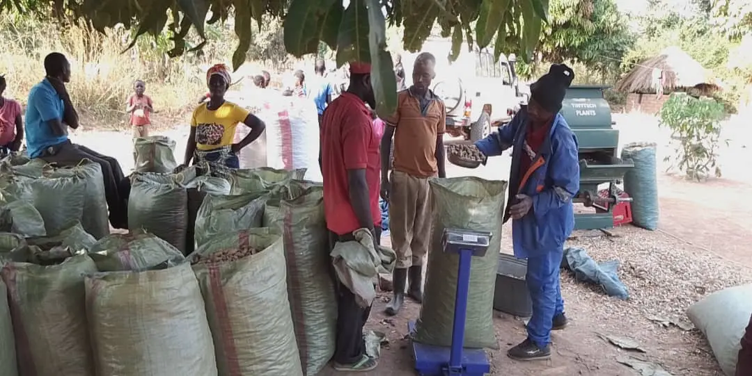 Groundnut harvesting day – Monana partners with local farmers Smallholder farmers in Zambia weighing and bagging groundnuts for sale to Monana Organic Limited