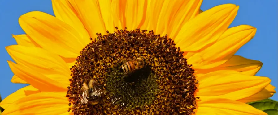 Sunflowers and bees – working together for a thriving ecosystem Close-up of sunflower with bees collecting pollen – symbolizing biodiversity and sustainable farming practices.